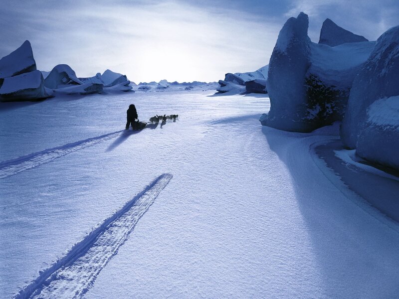Dog sled journey in the arctic