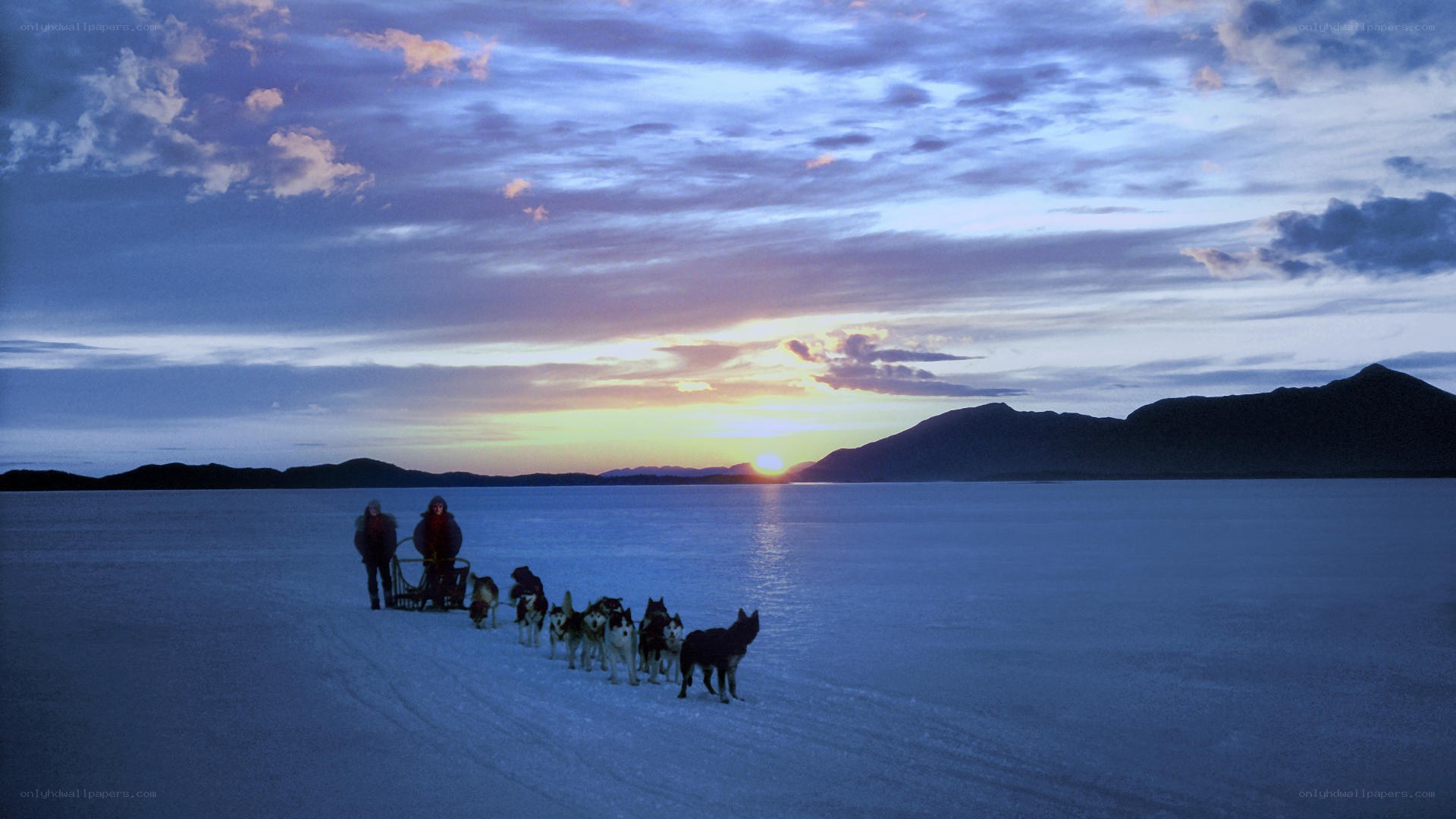 Dog sled team at sunset