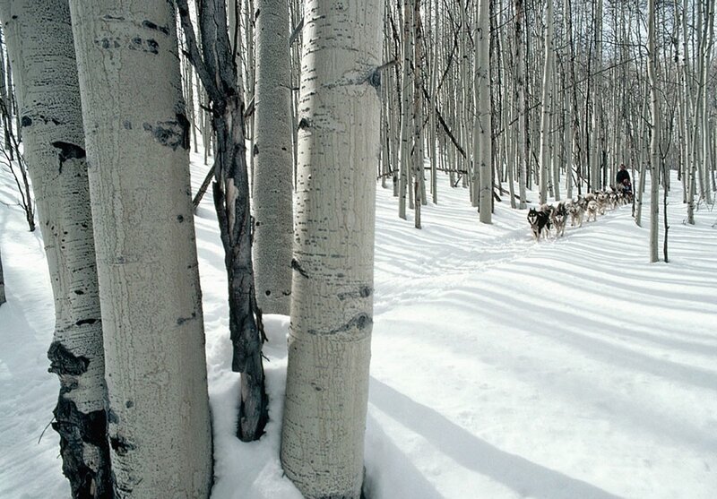 Dog Sled Team in Forest