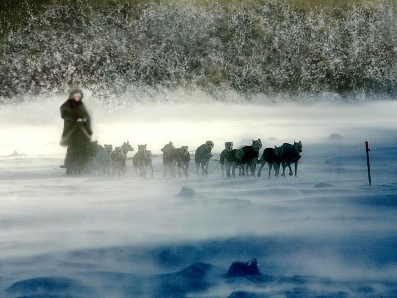 Dog Sled Team in Snow