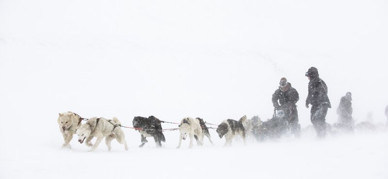 Dog Sled Team in Snow — White, Cold