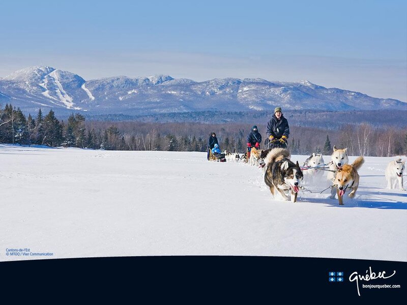 Dog Sled Team in Snow — White, Serene