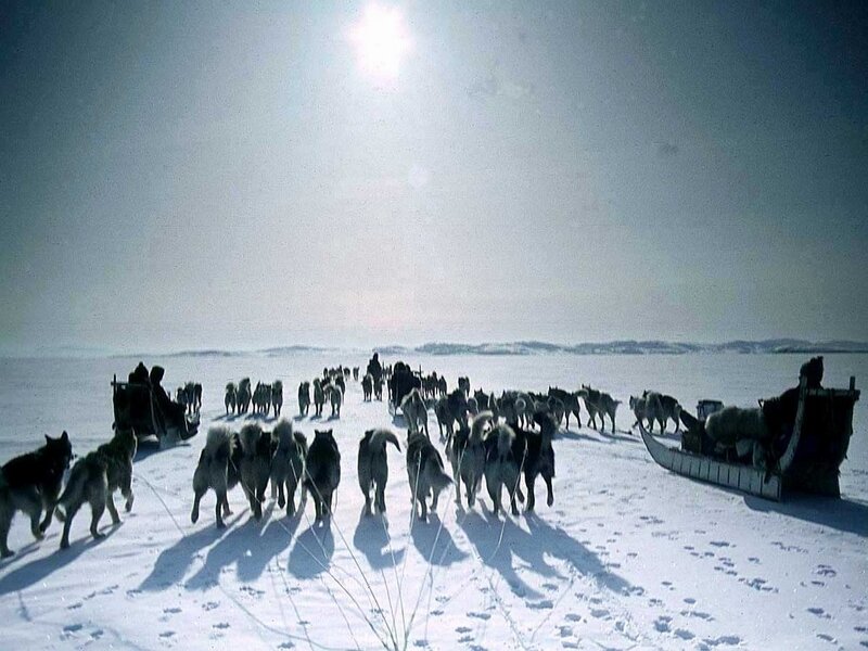 Dog Sled Team in Snow — White