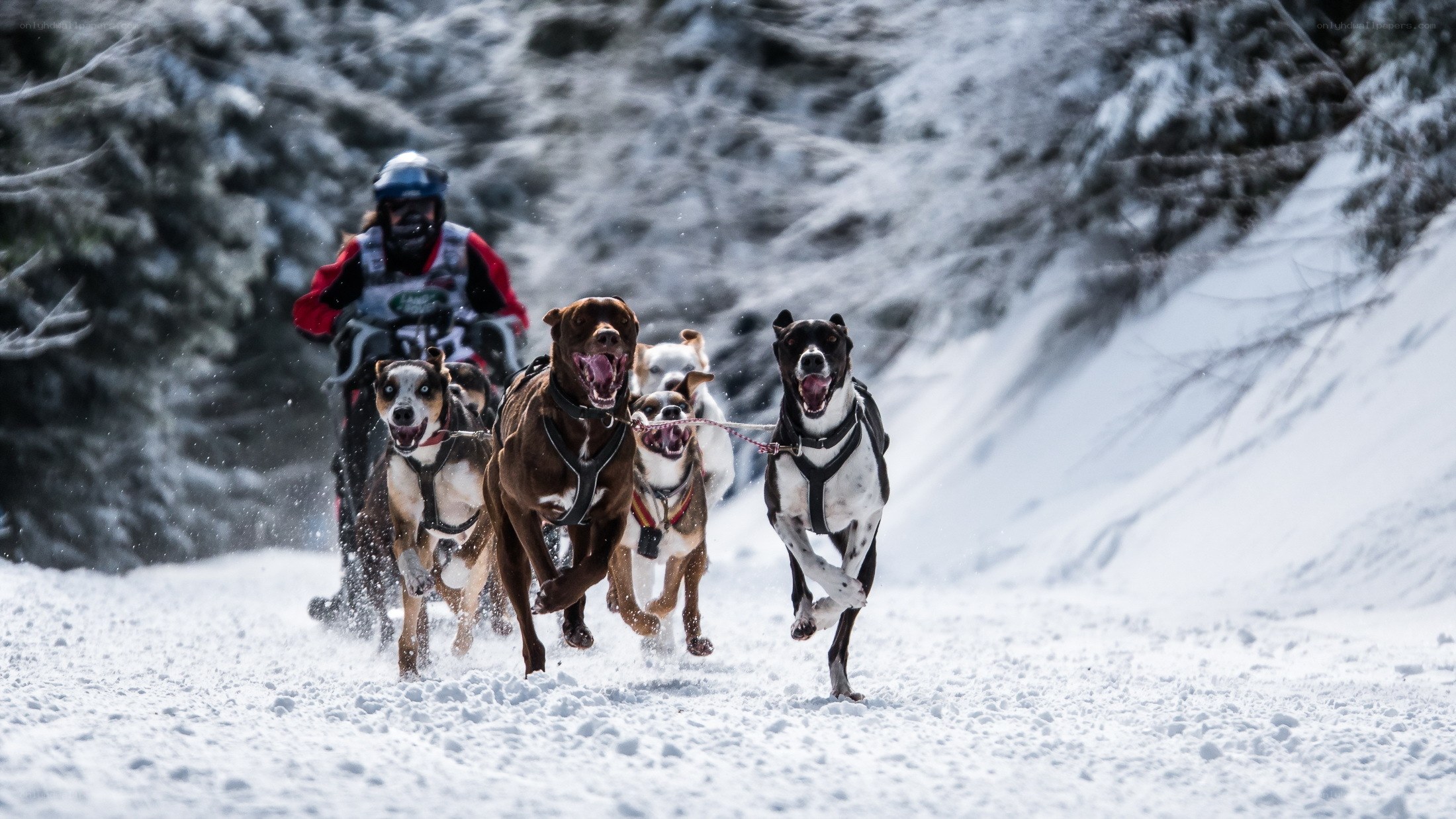 Dog sled team in snowy forest
