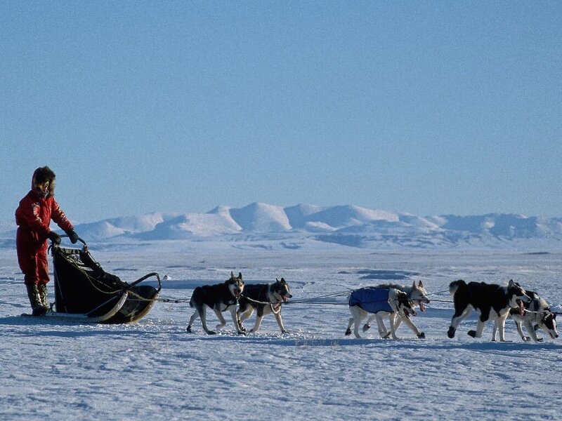 Dog sled team in snowy landscape
