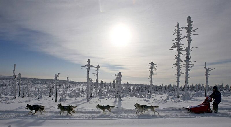 Dog sled team in snowy landscape