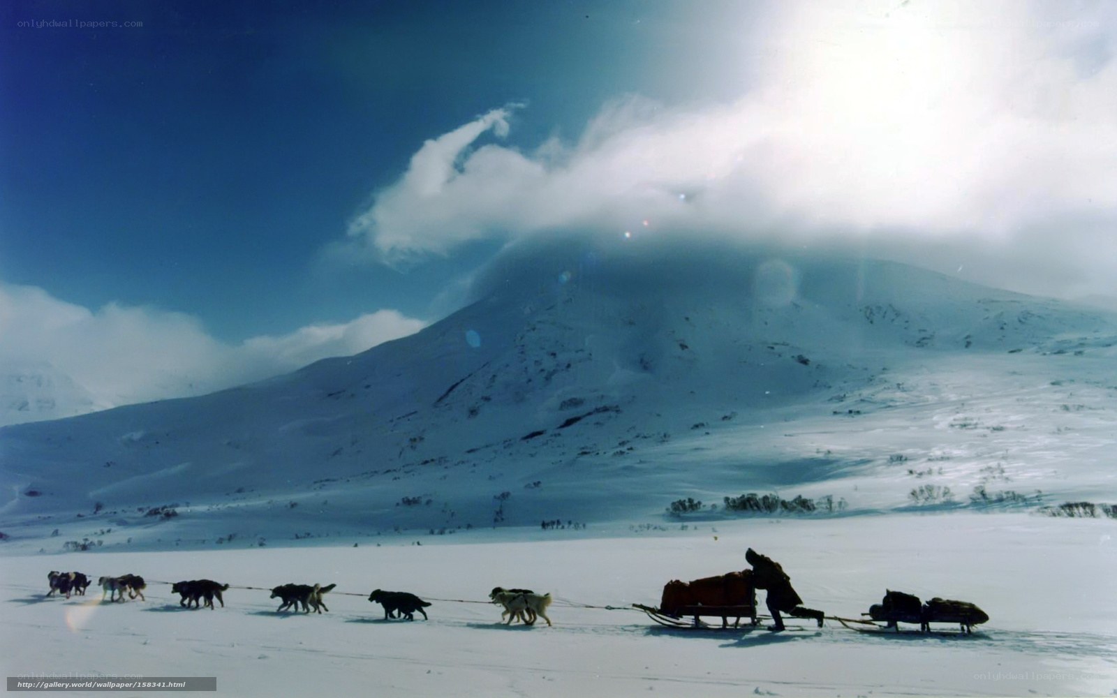 Dog sled team in snowy landscape