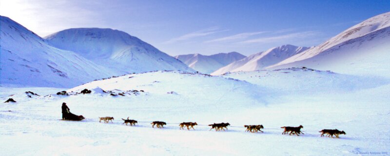 Dog sled team in snowy mountains