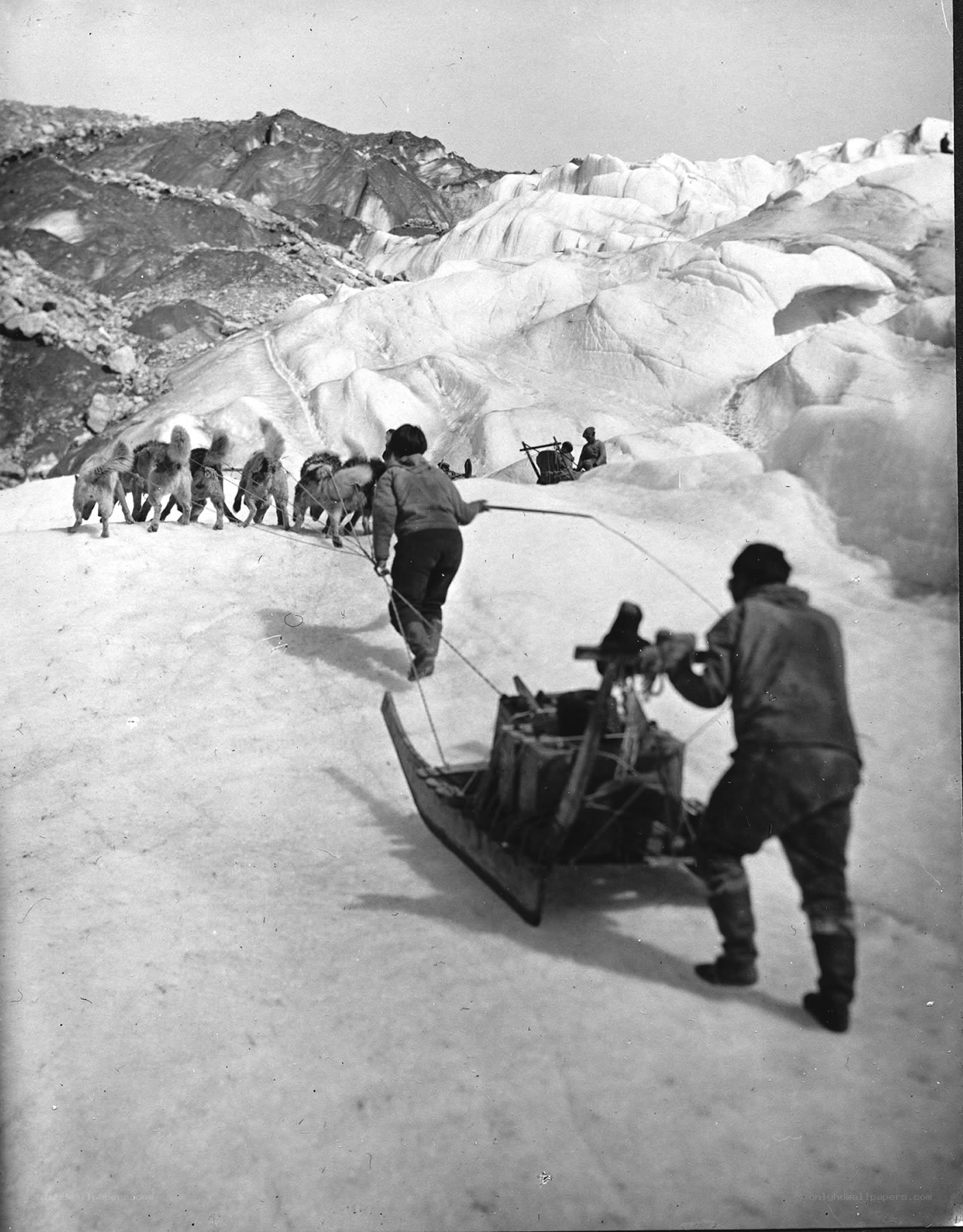 Dog sled team on glacier