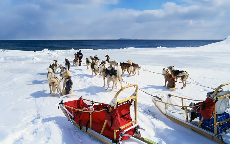 Dog sled team on snowy coast