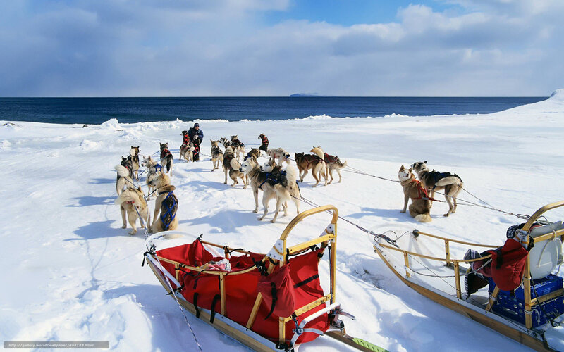 Dog sled team on snowy coast