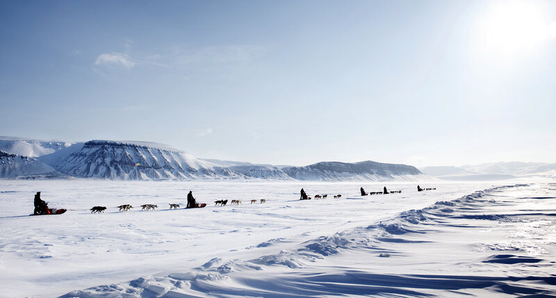 Dog Sled Teams in Snow
