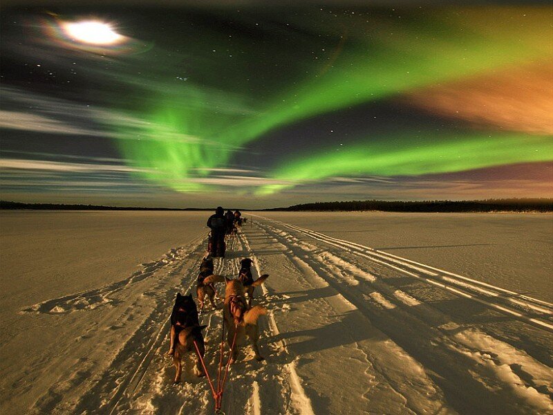 Dog sled under northern lights