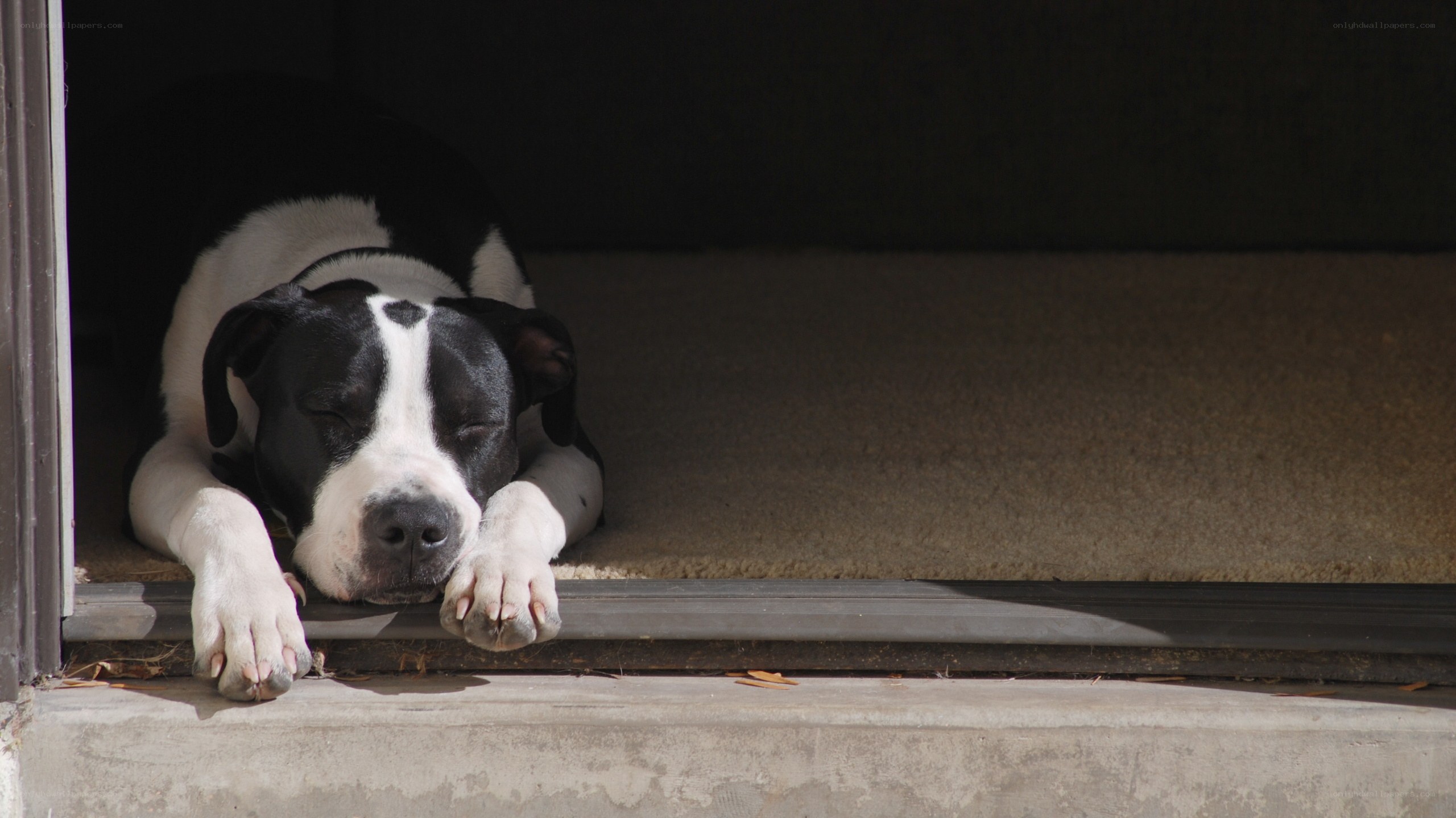 dog sleeping at doorway