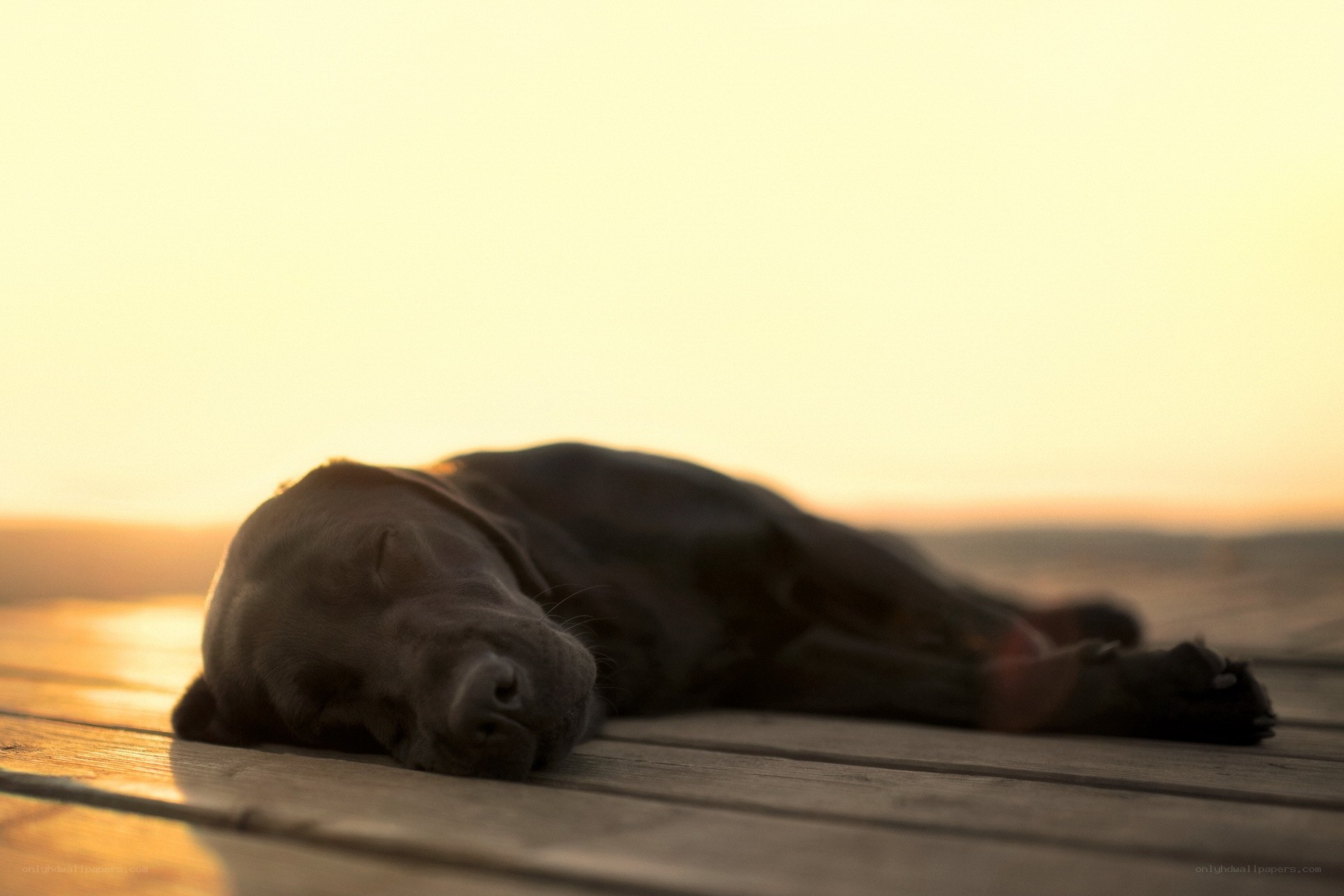 dog sleeping at sunset
