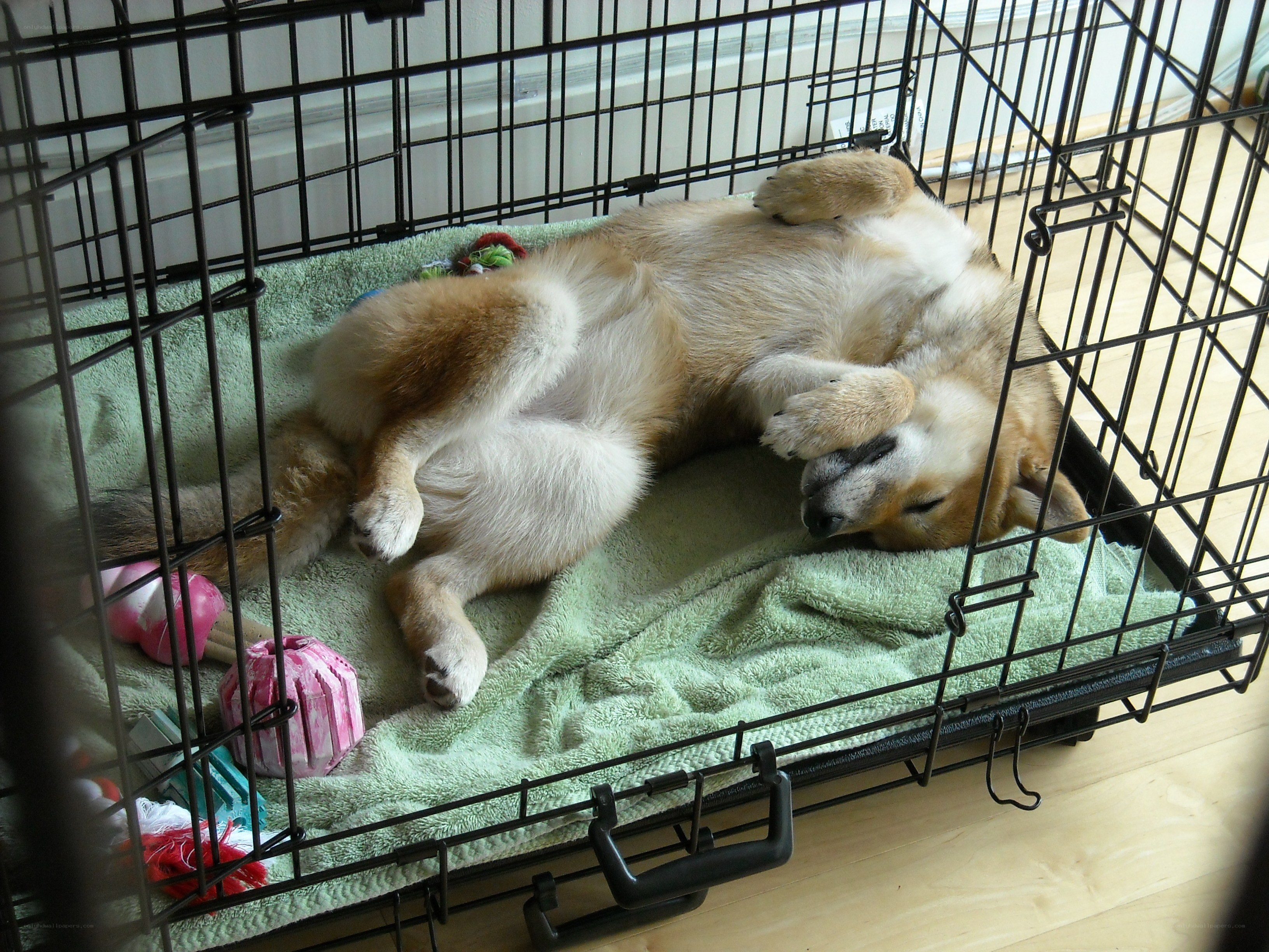 Dog sleeping in a crate