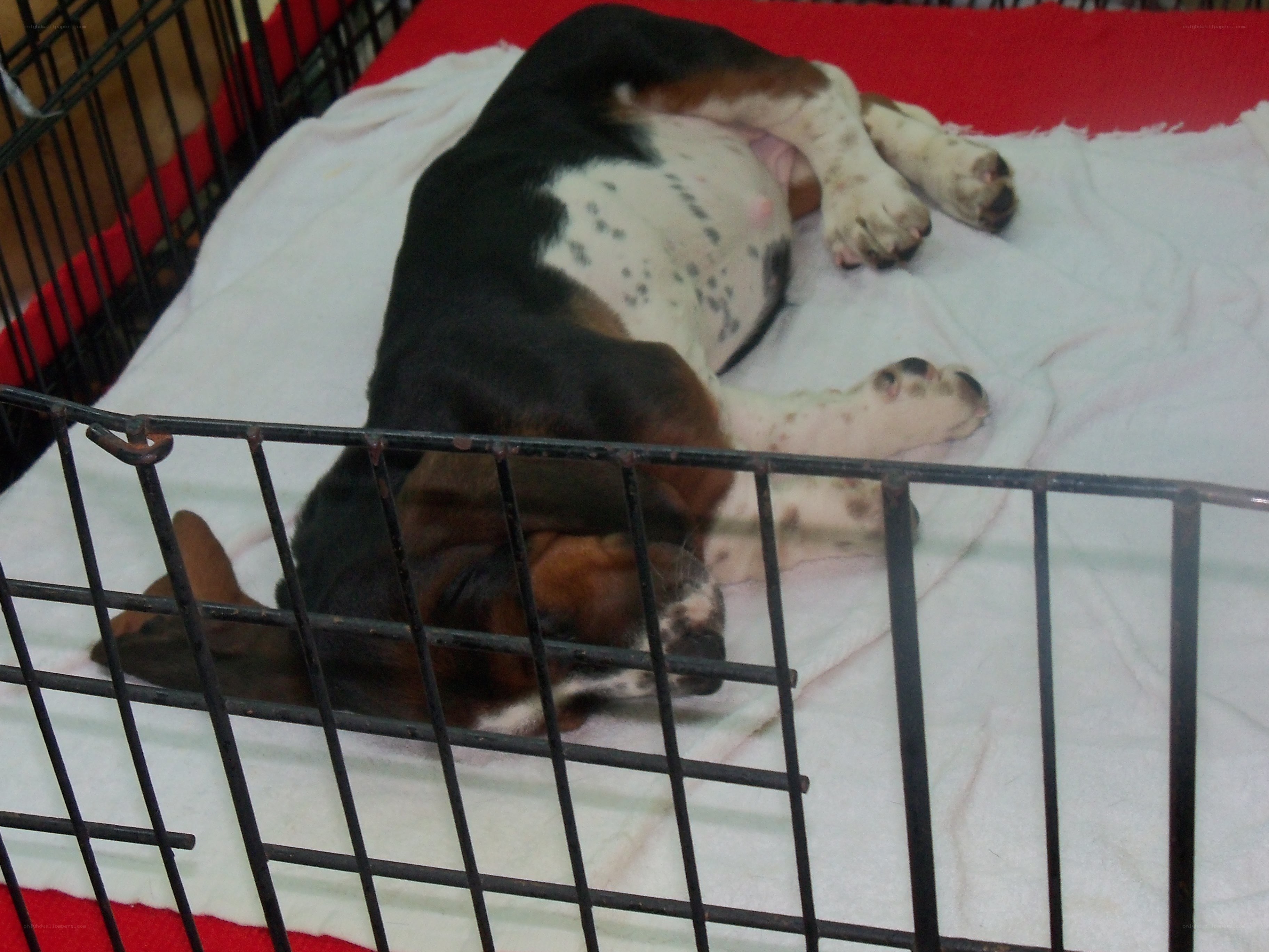 dog sleeping in a crate