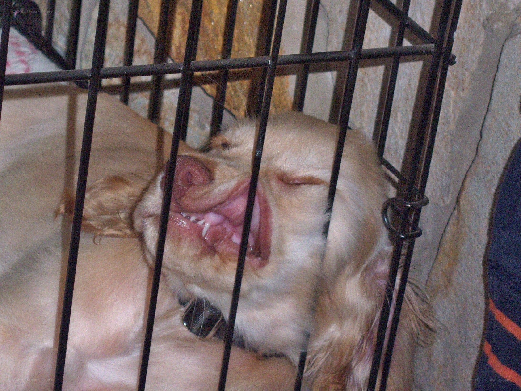 dog sleeping in a crate