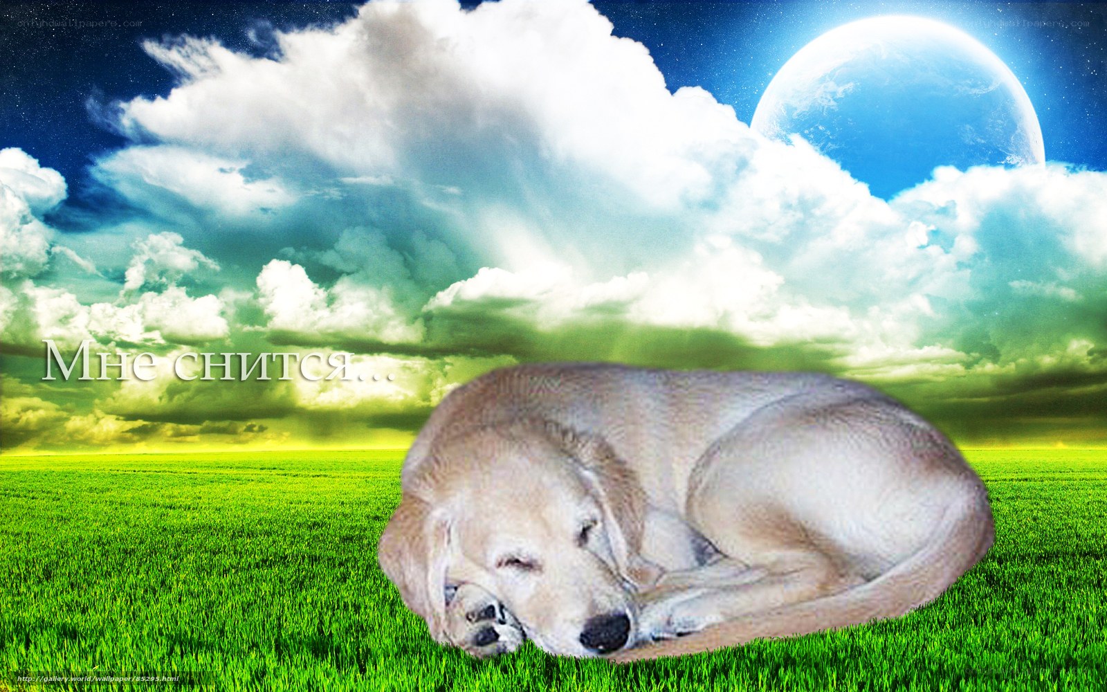 Dog sleeping in a dreamy field