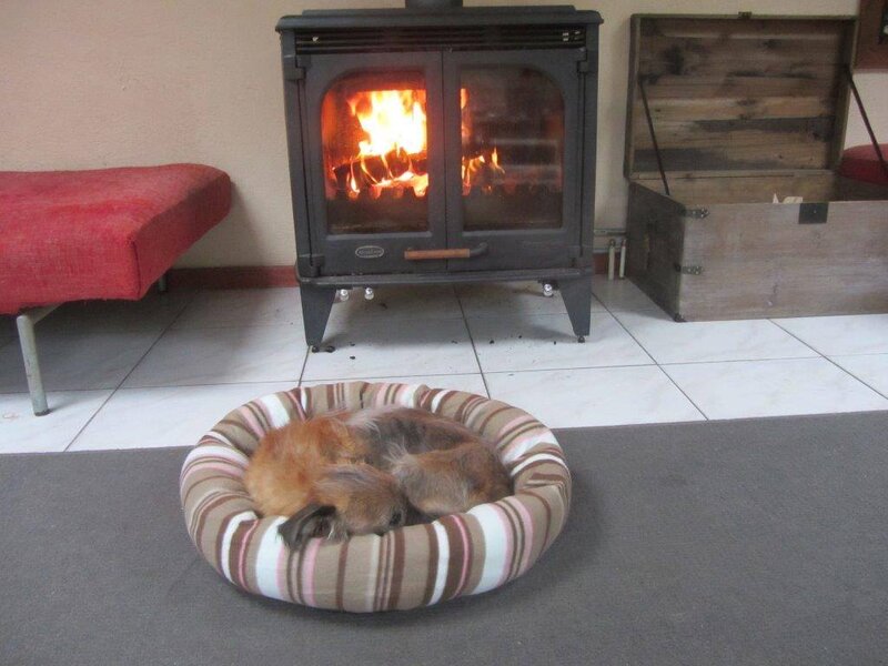 Dog Sleeping in Bed — Brown, Cozy