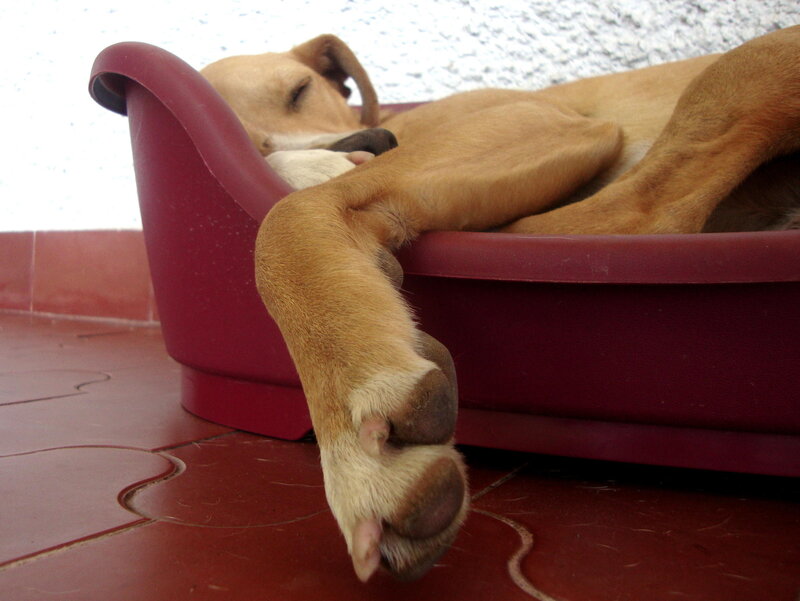 Dog Sleeping in Bed — Brown