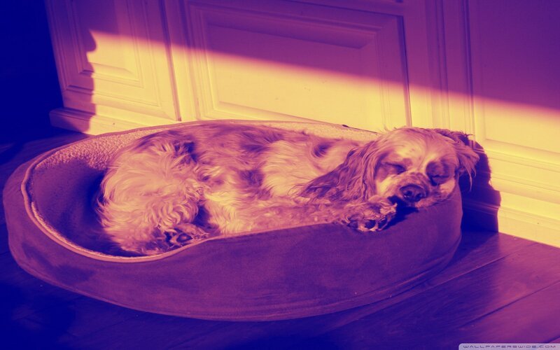 Dog Sleeping in Bed — Purple, Calm
