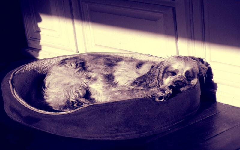 Dog Sleeping in Bed — Purple