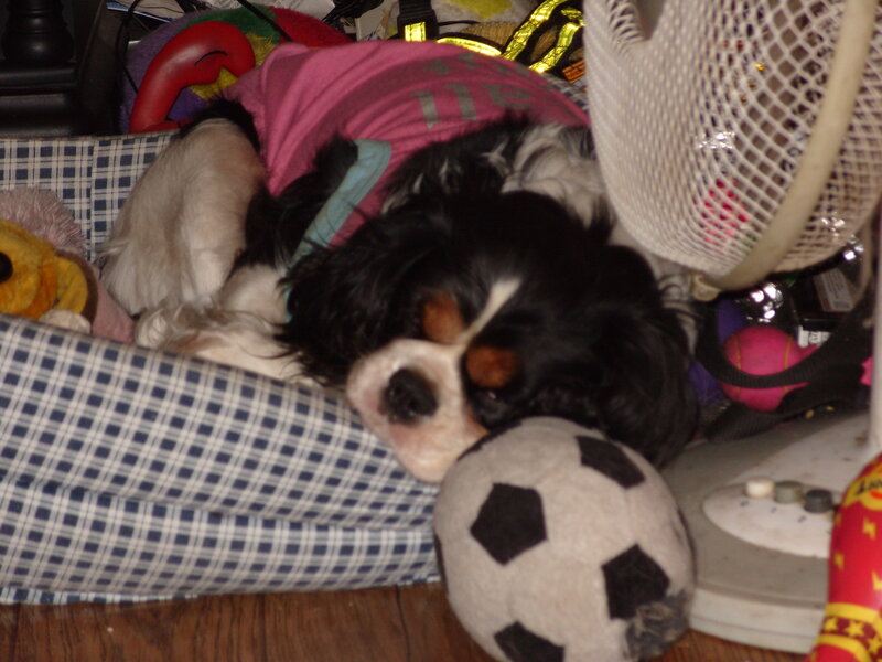 dog sleeping in bed