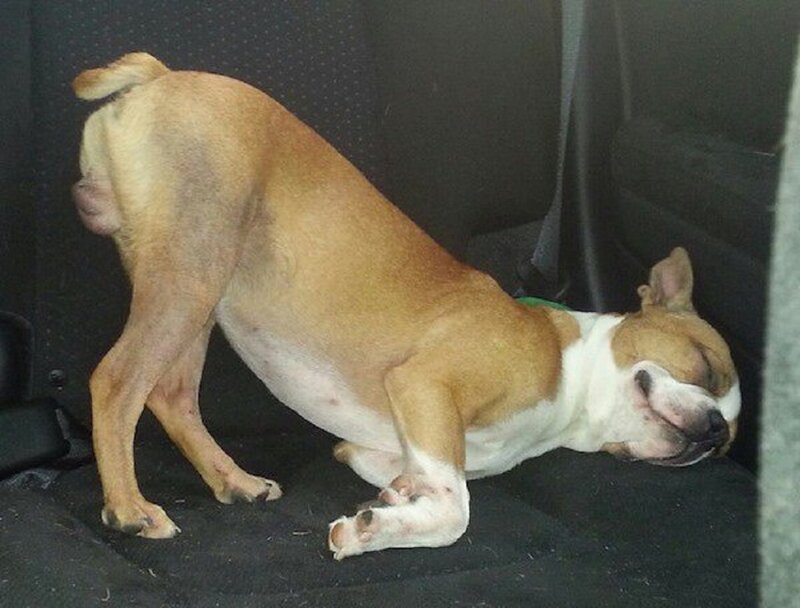Dog Sleeping in Car