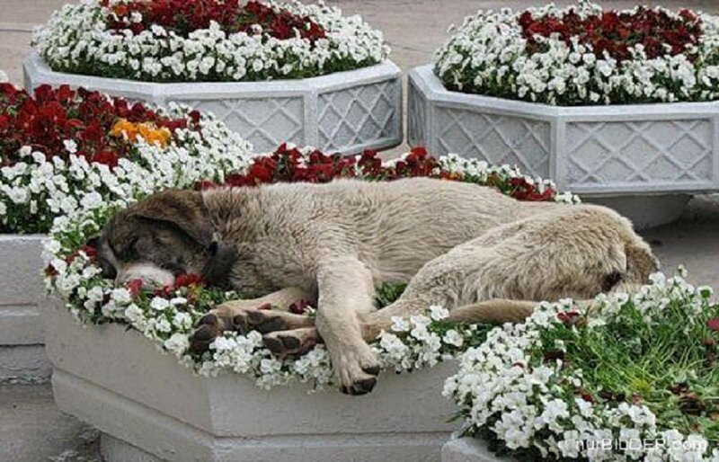 Dog Sleeping in Flowers