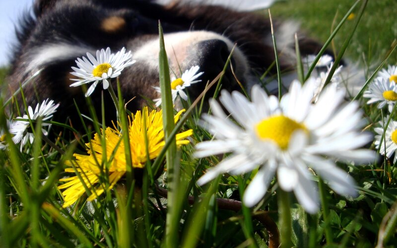 Dog Sleeping in Grass