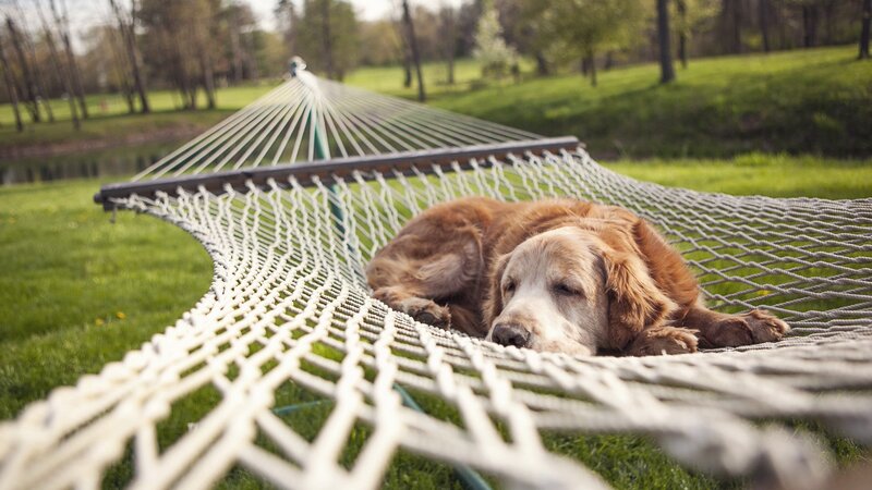 Dog Sleeping in Hammock — Green, Peaceful