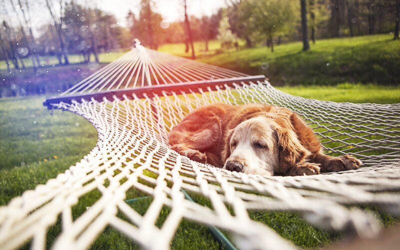 Dog Sleeping in Hammock — Green, Serene