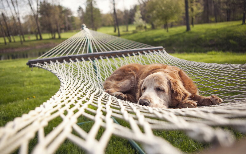 Dog Sleeping in Hammock — Green