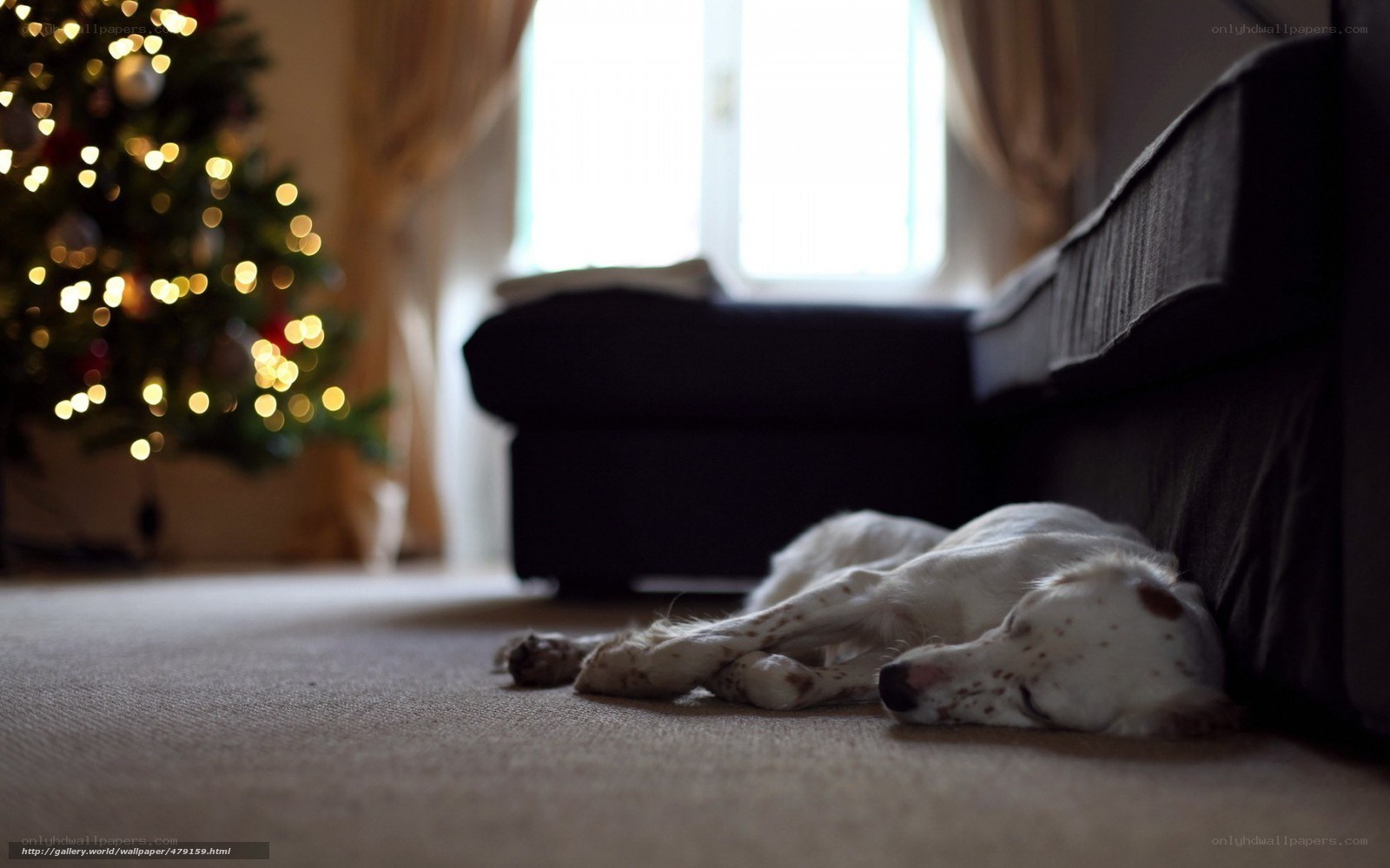 dog sleeping near Christmas tree