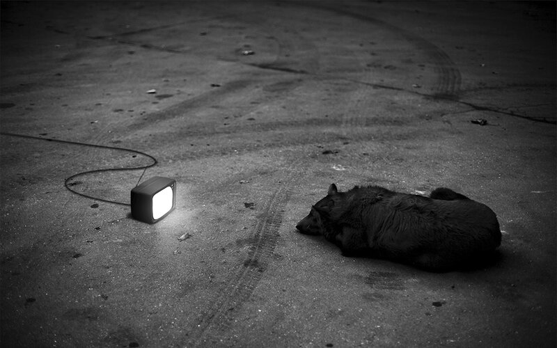 dog sleeping near glowing TV