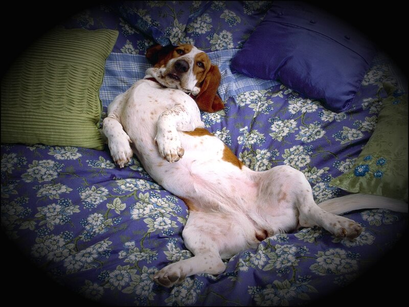 dog sleeping on a bed