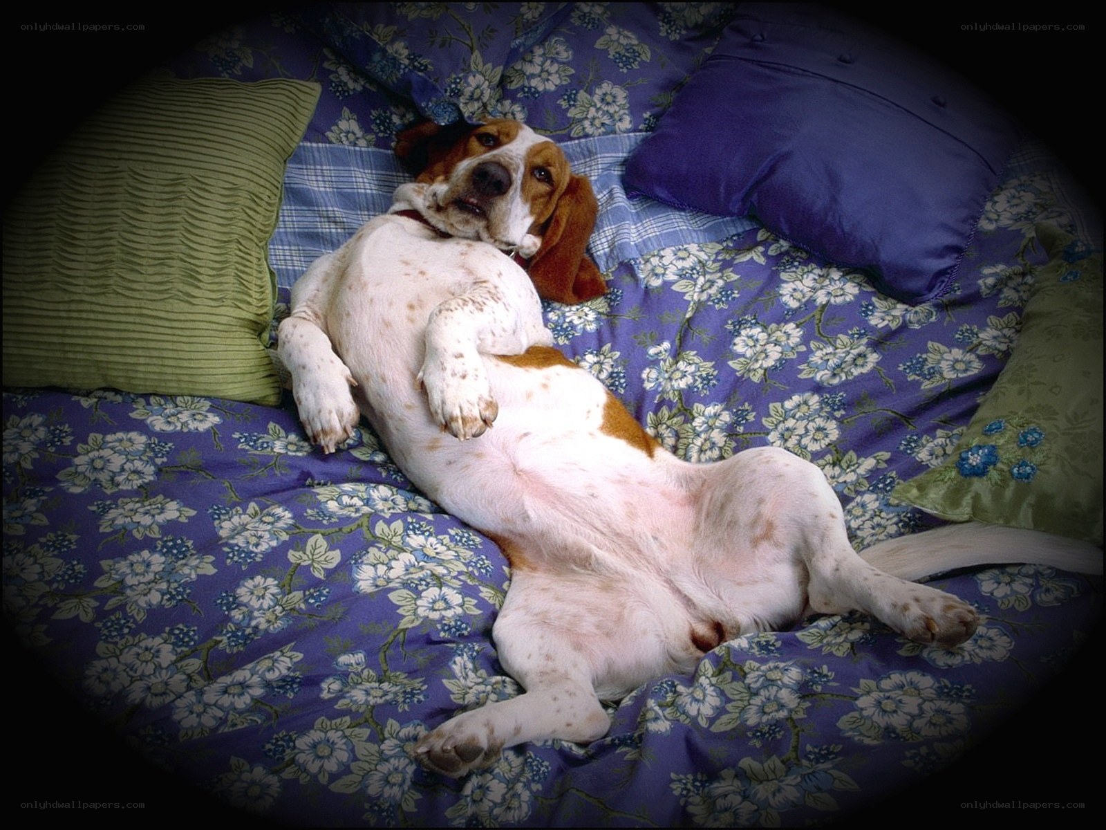 dog sleeping on a bed