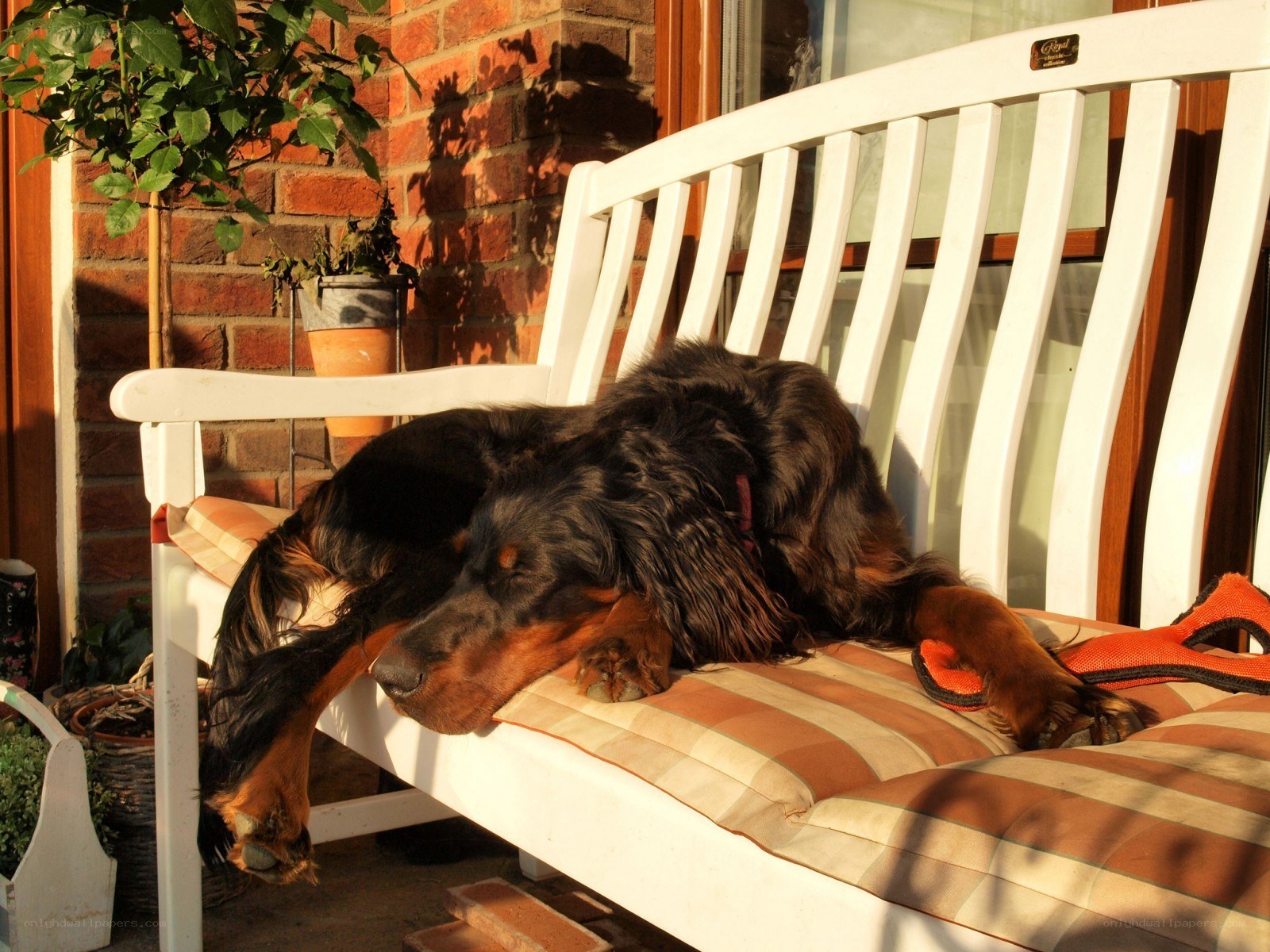 Dog sleeping on a bench
