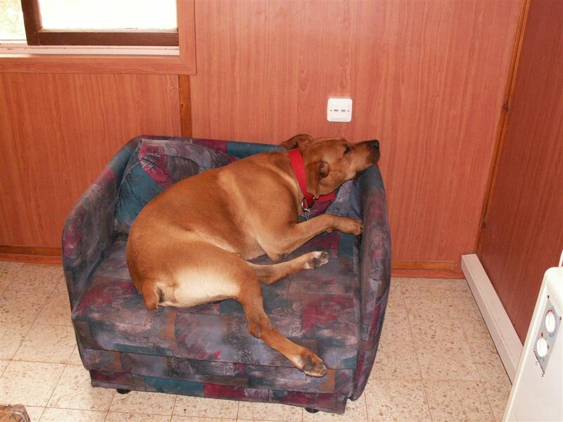 Dog sleeping on a couch