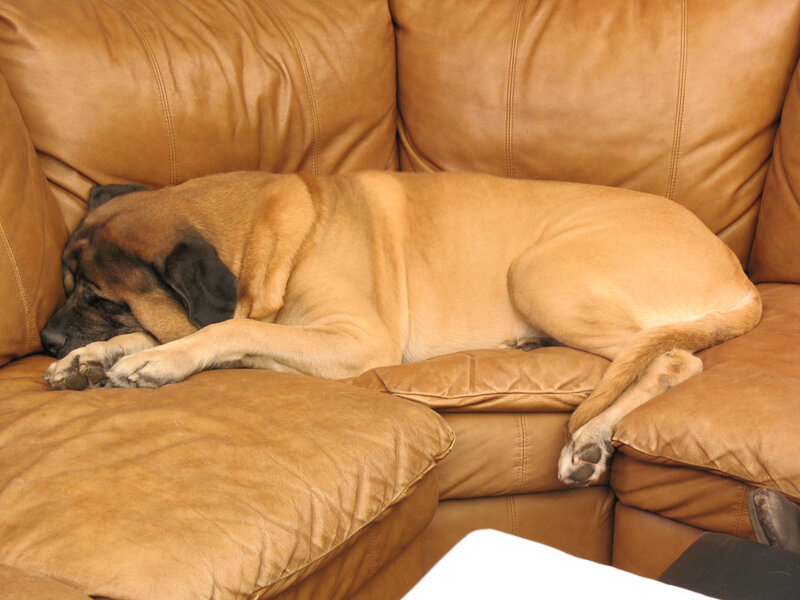 Dog sleeping on a couch