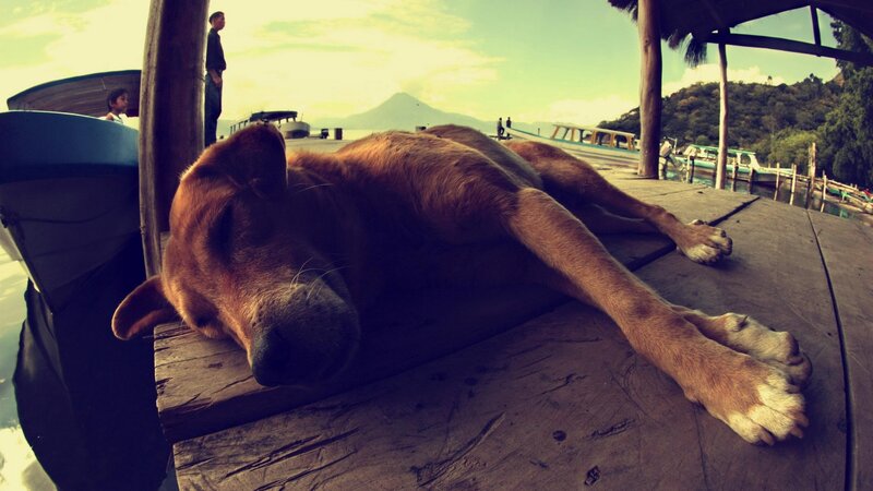 Dog sleeping on a dock