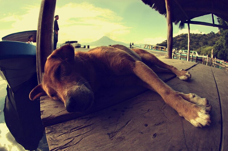 Dog sleeping on a dock
