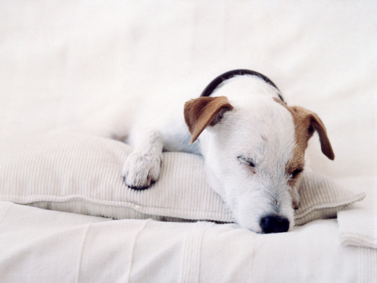 dog sleeping on a pillow