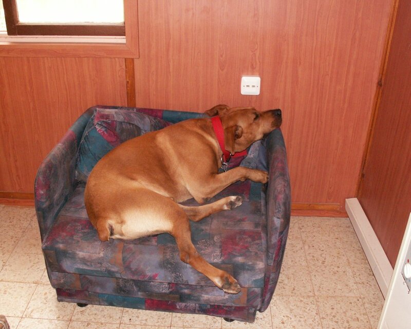Dog sleeping on a small couch