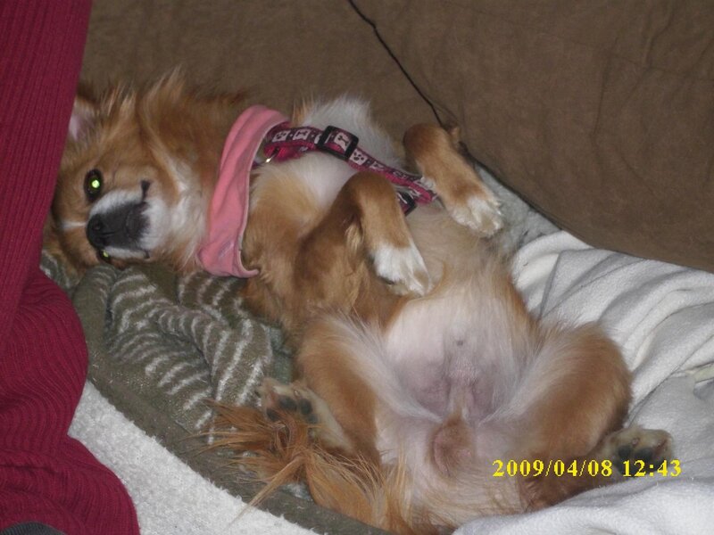 dog sleeping on back