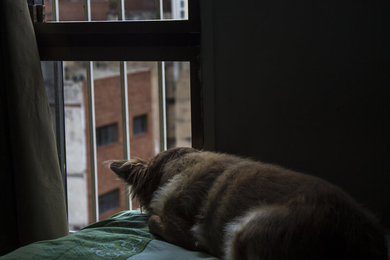 Dog Sleeping on Bed — Brown, Calm