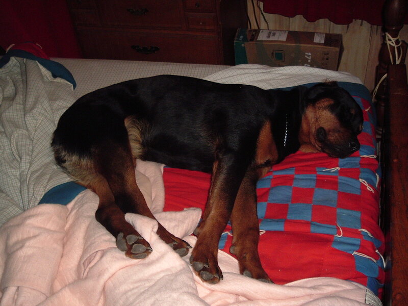 dog sleeping on bed