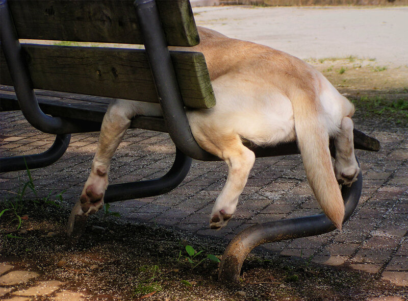 Dog Sleeping on Bench — Brown
