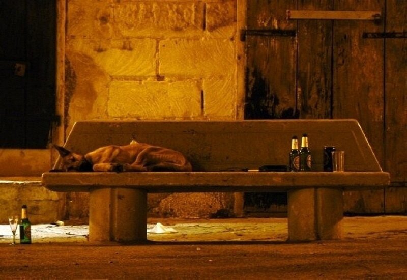 Dog Sleeping on Bench